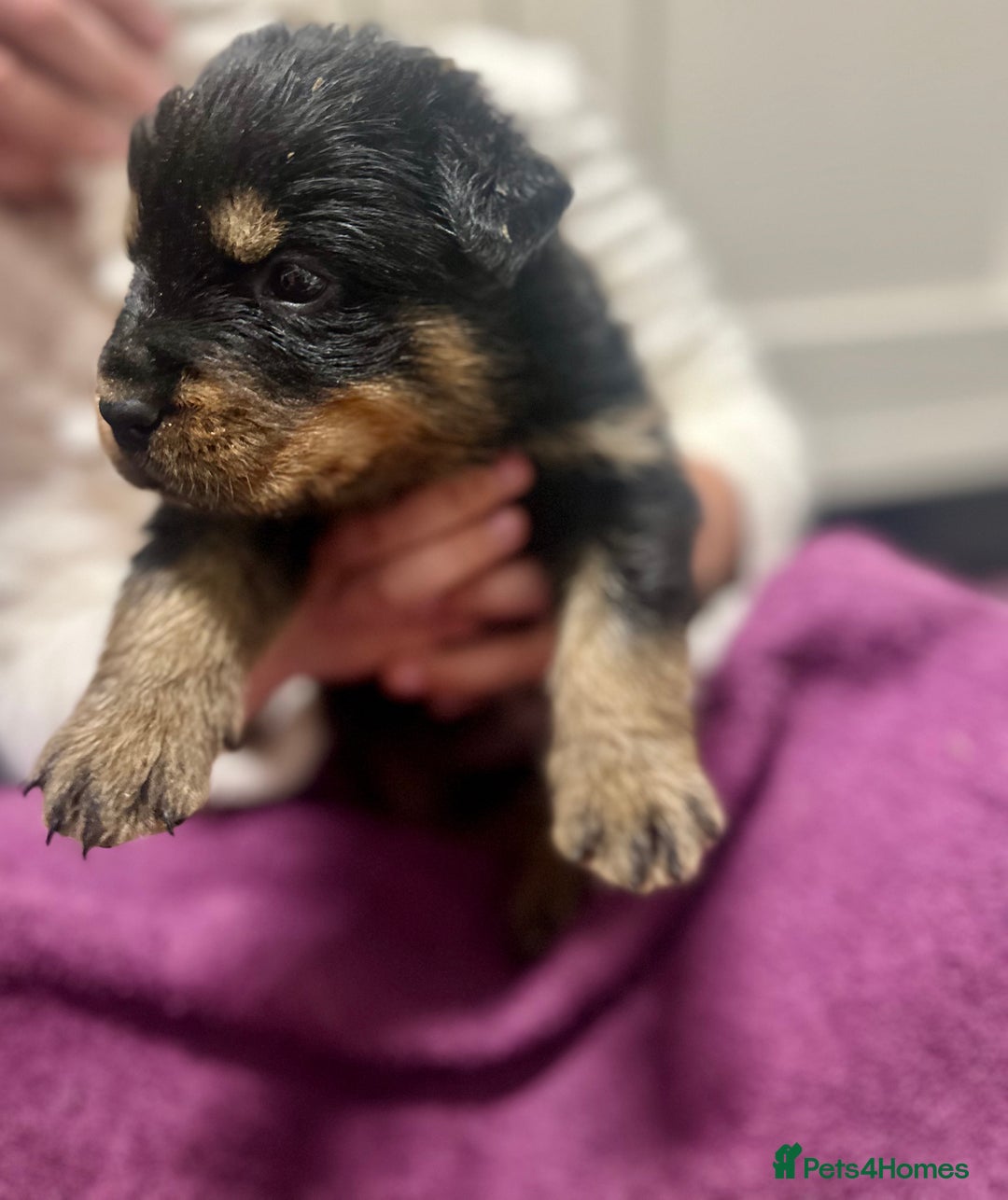 Rottweiler dogs for sale: Stunning Rottweiler puppies 🐶  - Image 13