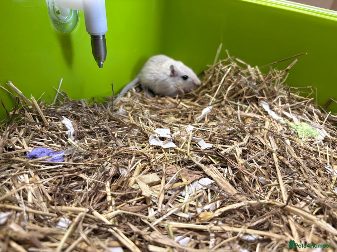 Gerbil rodents for sale: Friendly pet gerbils boys and girls  - Advert 7