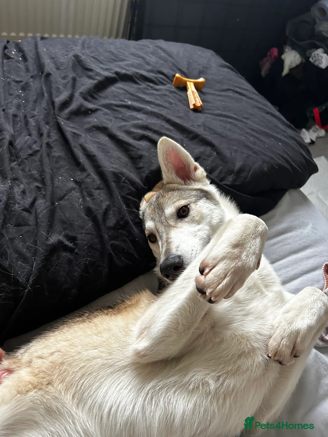 Mixed Breed dogs for sale: Northern Inuit Cross Breed - Advert 3