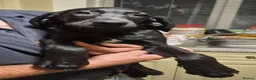 German Shorthaired Pointer dogs for sale: Pointadors (Lab x GSP) - Advert 3