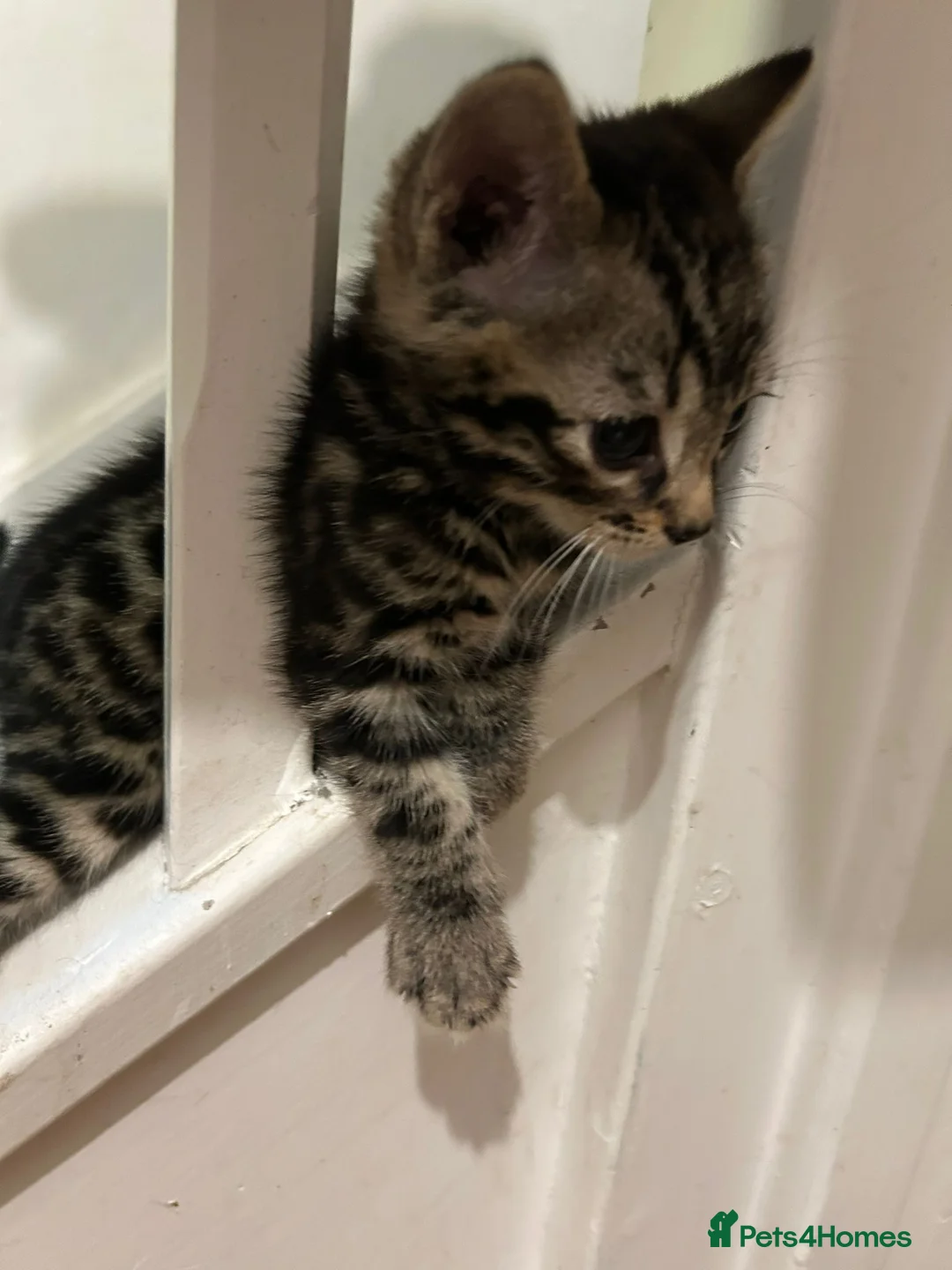 Bengal cats for sale: MIXED BENGAL KITTENS FOR SALE - Advert 2