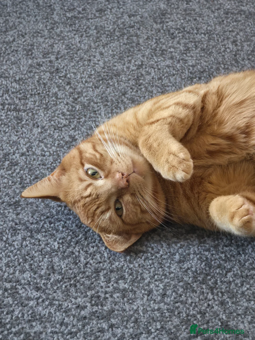 Mixed Breed cats for sale: Very loving ginger male cat - Advert 2