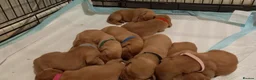 Labrador Retriever dogs for sale: LABRADOR PUPPIES - FOX RED KC REG. TESTED PARENTS in Kelso - Advert 5