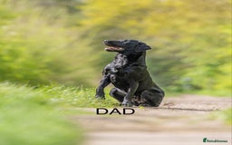 Labrador Retriever dogs for sale: 2 KC Black Lab Male Pups - Image 7
