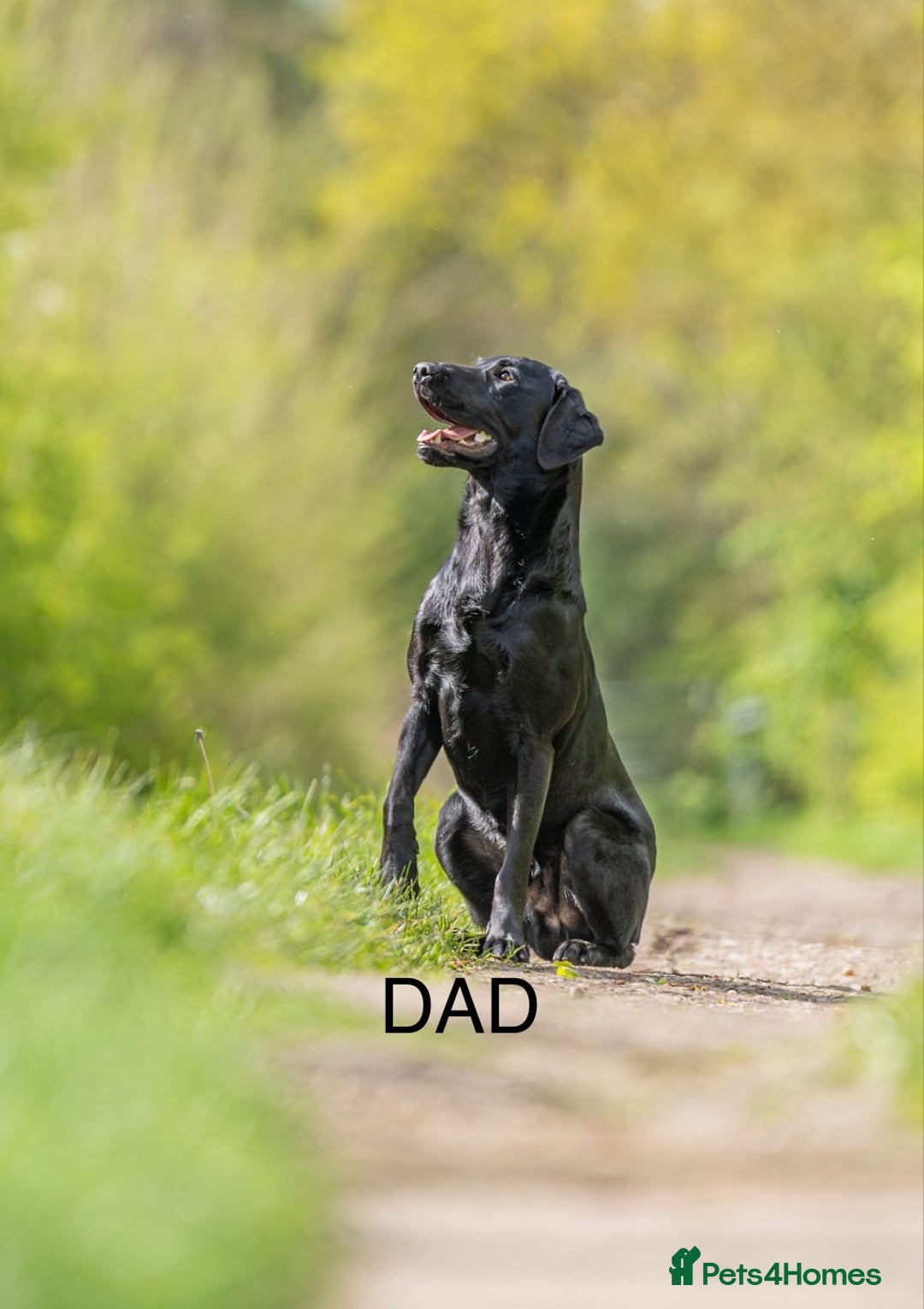 Labrador Retriever dogs for sale: 2 KC Black Lab Male Pups - Image 7