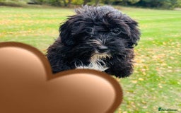 Shih Tzu dogs for sale: Shih Tzu Puppies  - Image 8