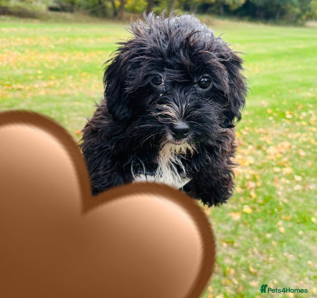 Shih Tzu dogs for sale: Shih Tzu Puppies  - Image 8