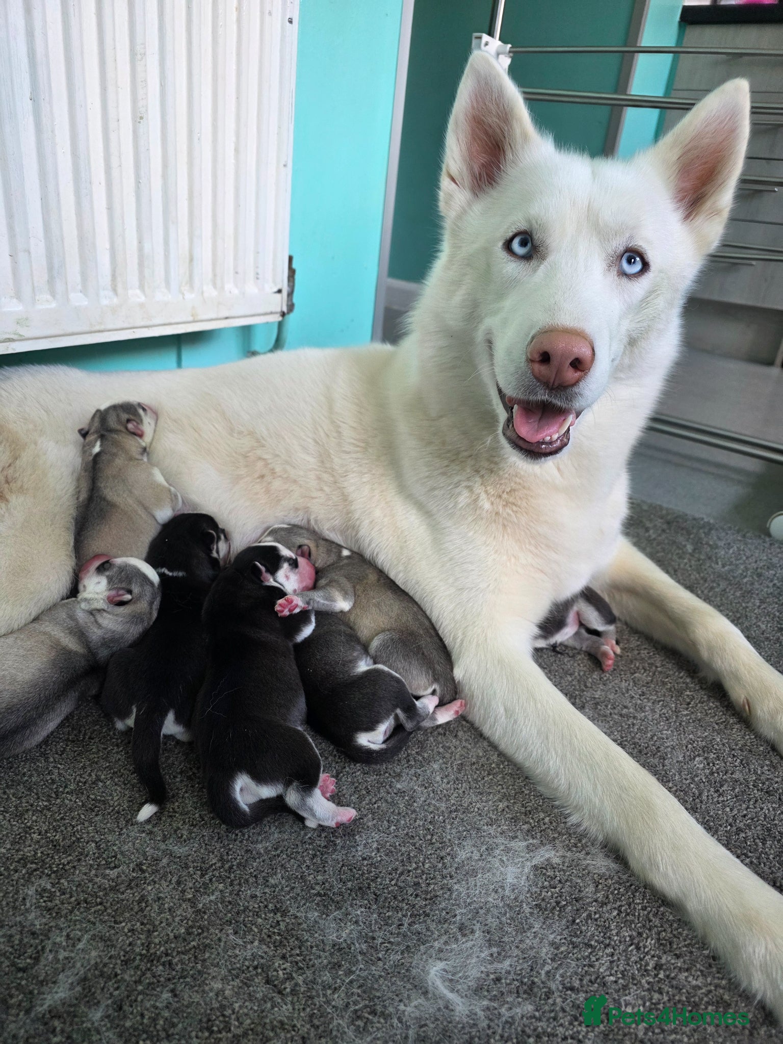 Siberian Husky dogs 7 Beautiful Siberian husky pups  - Advert 1