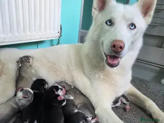 Siberian Husky dogs 7 Beautiful Siberian husky pups - Advert 18