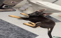 German Shepherd dogs for sale: German shepherd puppy  - Image 1