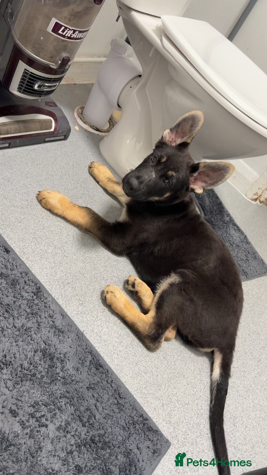 German Shepherd dogs for sale: German shepherd puppy  - Image 1