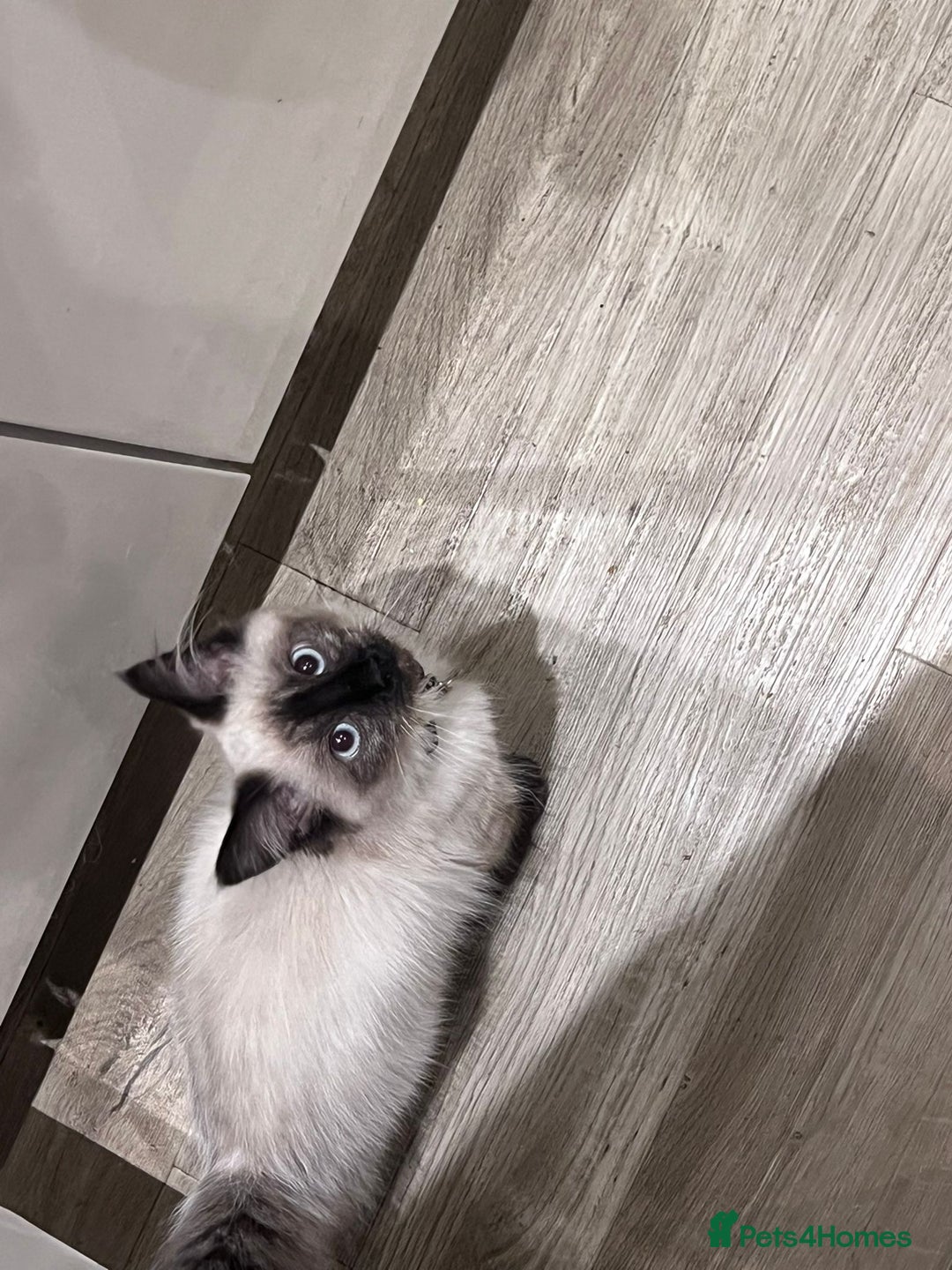 Ragdoll cats for sale: Ragdoll male kitten  milo very affectionate  - Image 5