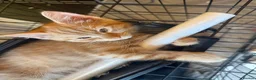 Domestic Shorthair cats for sale: 🐾 Adorable Kittens Ready for Loving Homes - Advert 9