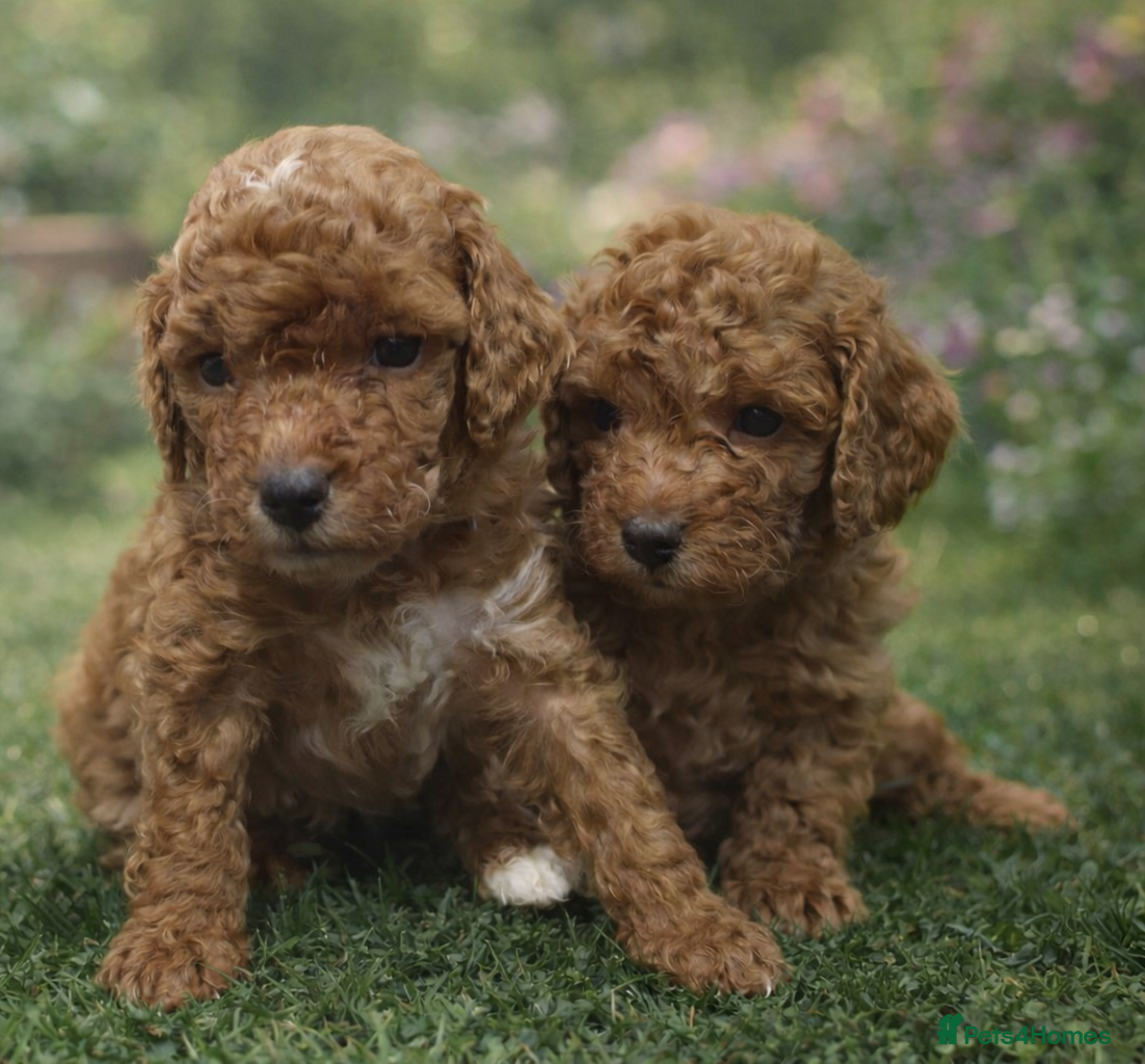 Cockapoo dogs 2 BOYS LEFT!!! Fox red Toy Cockapoo's - Advert 5
