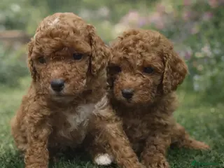 Cockapoo dogs 2 BOYS LEFT!!! Fox red Toy Cockapoo's - Advert 8