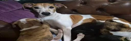 Lurcher dogs for sale: Last handsome Male lurcher puppy - Advert 1