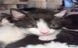 British Longhair cats for sale: Beautiful fluffy kitten’s - Image 10