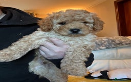 Cavapoo dogs for sale: 1 F2 Cavapoo Puppy Available–Ready for Loving Home - Image 10