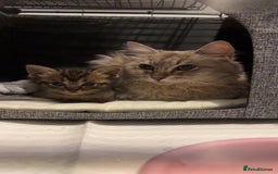 Mixed Breed cats for sale: Ragdoll mix kittens  - Image 4