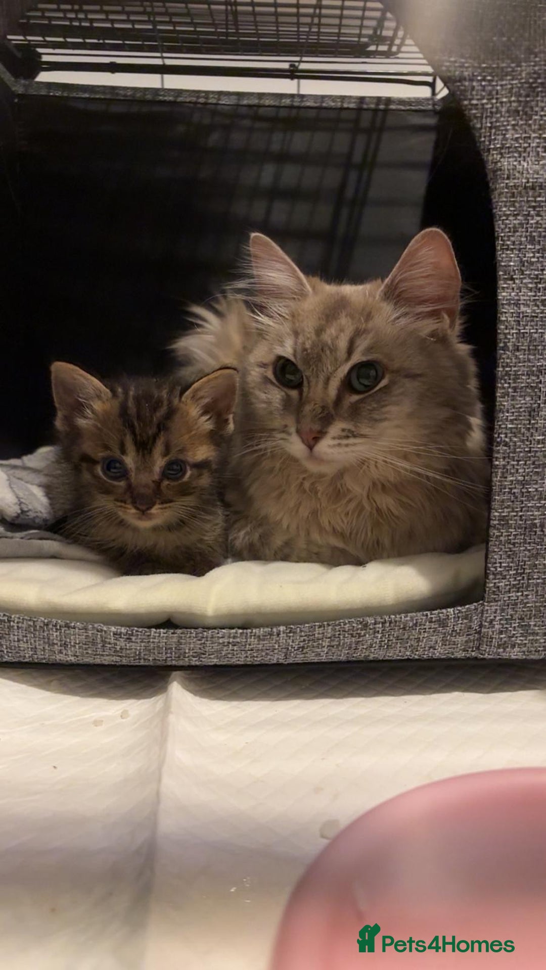 Mixed Breed cats for sale: Ragdoll mix kittens  - Image 4