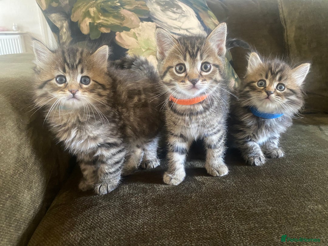 Bengal cats for sale: ‼️ RESERVED  ‼️Bengal x Persian  - Image 2