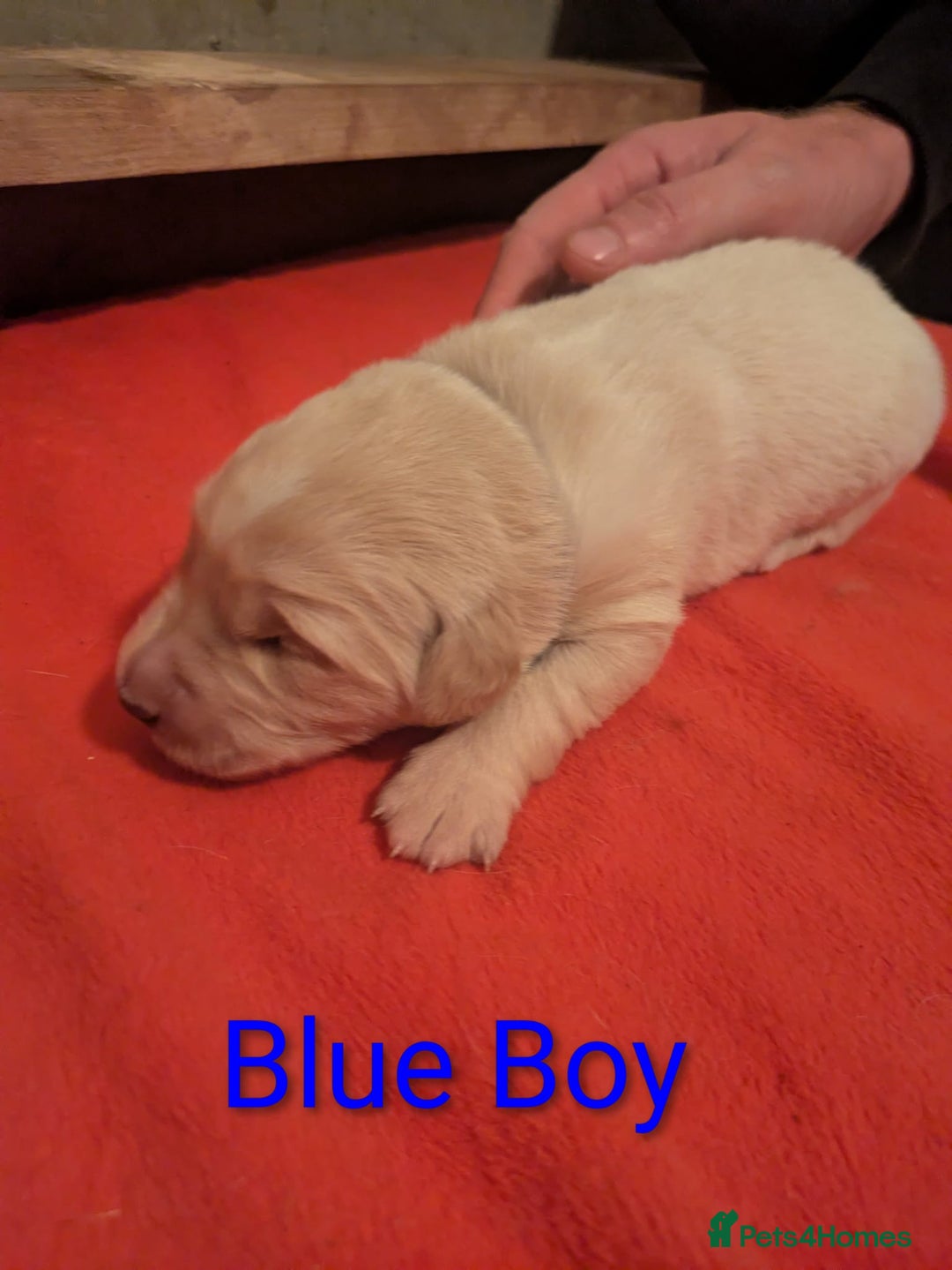 Mixed Breed dogs for sale: Golden Shepherd puppies  - Image 18