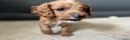 Cavapoo dogs for sale: Dog Trainer’s Cavapoo fur babies   - Advert 36