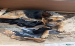 Mixed Breed dogs for sale: Shepard or puppies  - Image 11