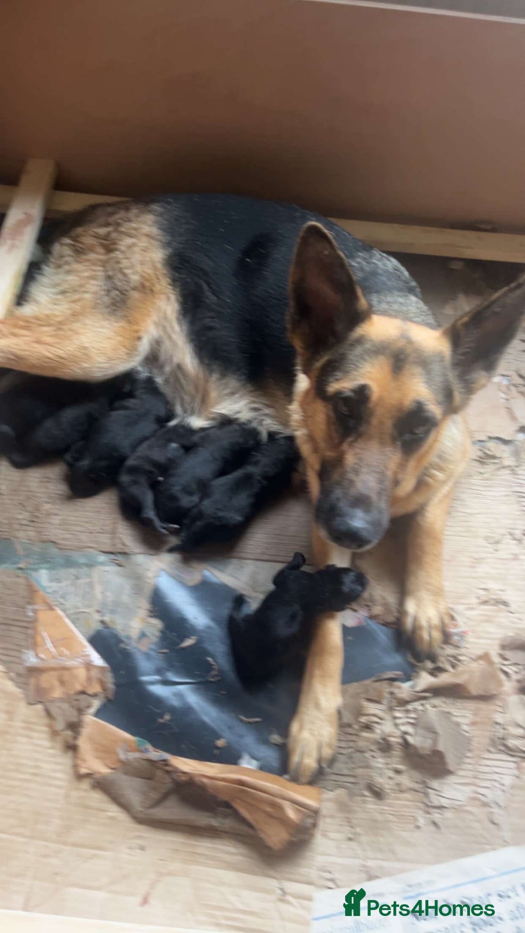 Mixed Breed dogs for sale: Shepard or puppies  - Image 11