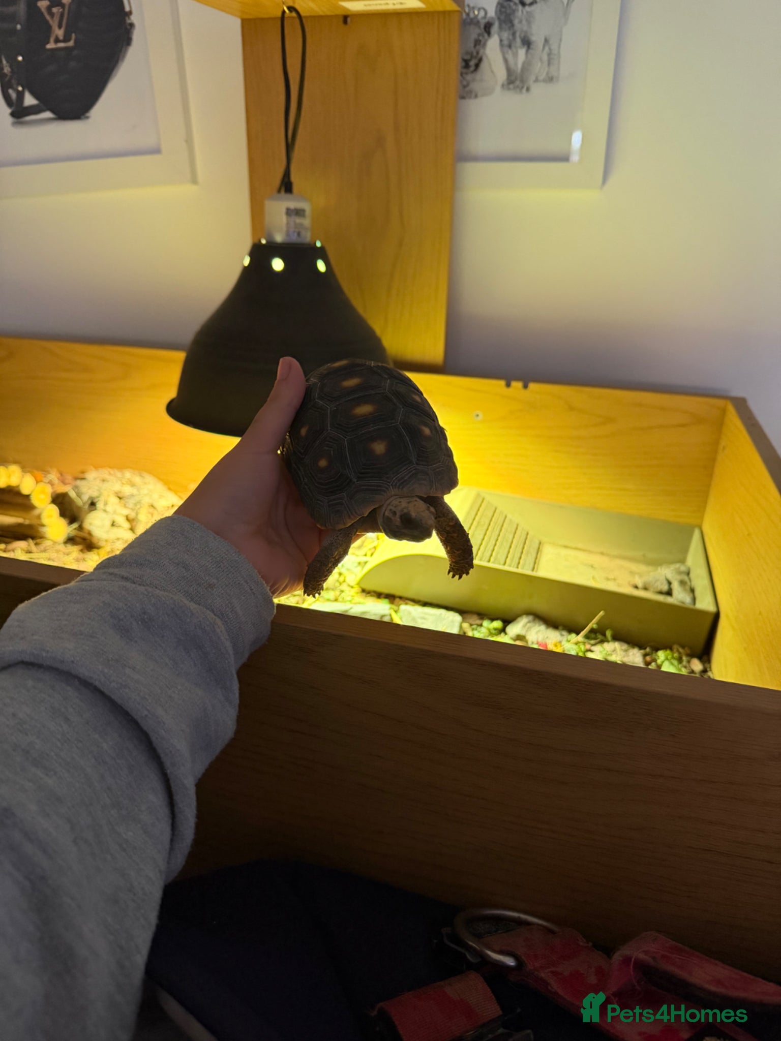 Tortoise reptiles for sale: Red foot tortoise  in Saint Leonards-on-sea - Advert 5
