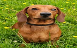 Dachshund dogs for stud: Beautiful Red Dachshund for Stud ONLY - Image 5