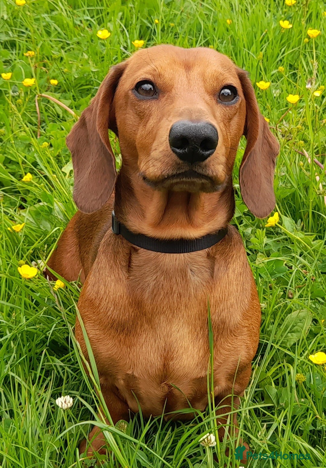 Dachshund dogs for stud: Beautiful Red Dachshund for Stud ONLY - Image 5