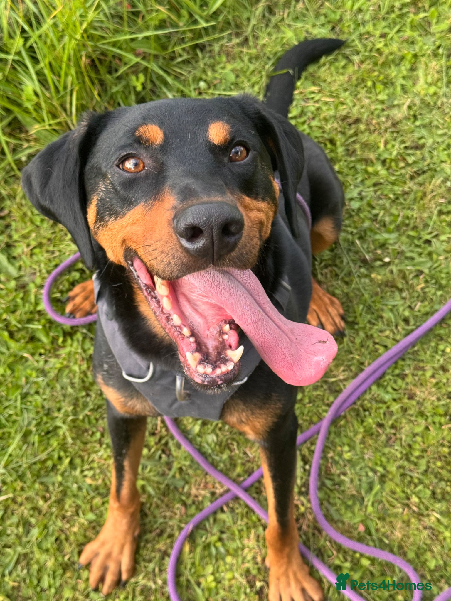 Mixed Breed dogs Eddie - Translyvanian Hound  - Advert 1