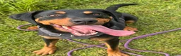 Mixed Breed dogs for adoption: Eddie - Translyvanian Hound  in Bideford - Advert 1