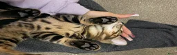 Bengal cats for sale: Adorable bengal kittens - marble bengal   in London - Advert 8