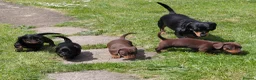 Miniature Dachshund dogs for sale: Miniature dachshund puppies  - Advert 15