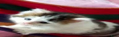 Mixed Breed Kitten 2