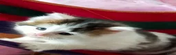 Mixed Breed cats for sale: Kittens for sale  in Alfreton - Advert 2