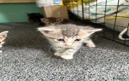 Mixed Breed cats for sale: 2 female grey tabby kittens  - Image 4
