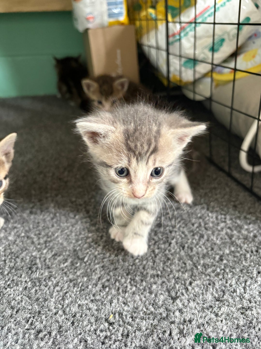 Mixed Breed cats for sale: 2 female grey tabby kittens  - Image 4
