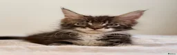 Maine Coon cats for sale: Ready for home pure bred maine coon kittens - Advert 19