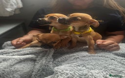 Mixed Breed dogs for sale: Chihuahua puppies £300 - Image 4