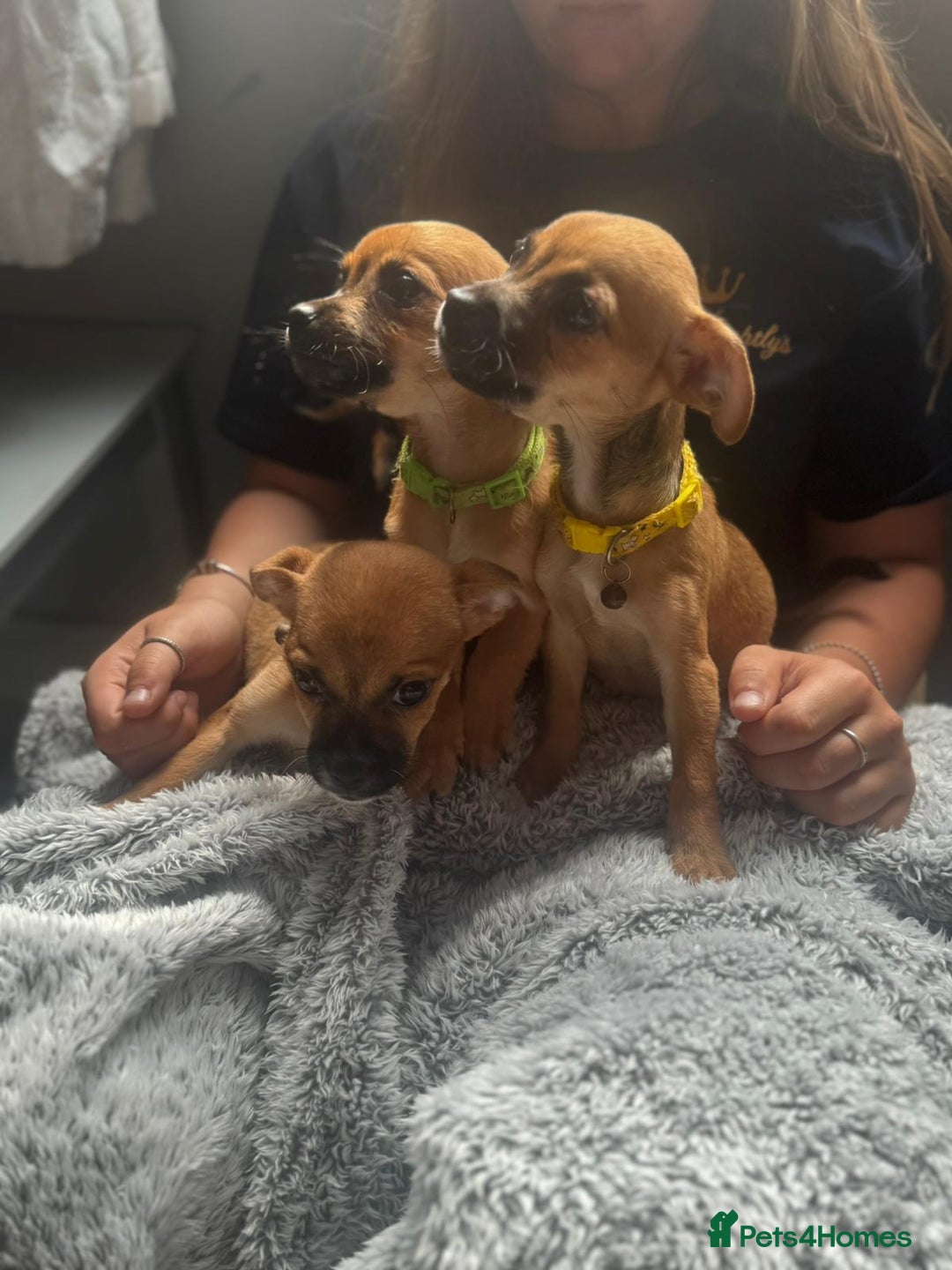 Mixed Breed dogs for sale: Chihuahua puppies £300 - Image 4