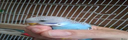 Budgerigars birds for sale: Baby budgies ready now  - Advert 2