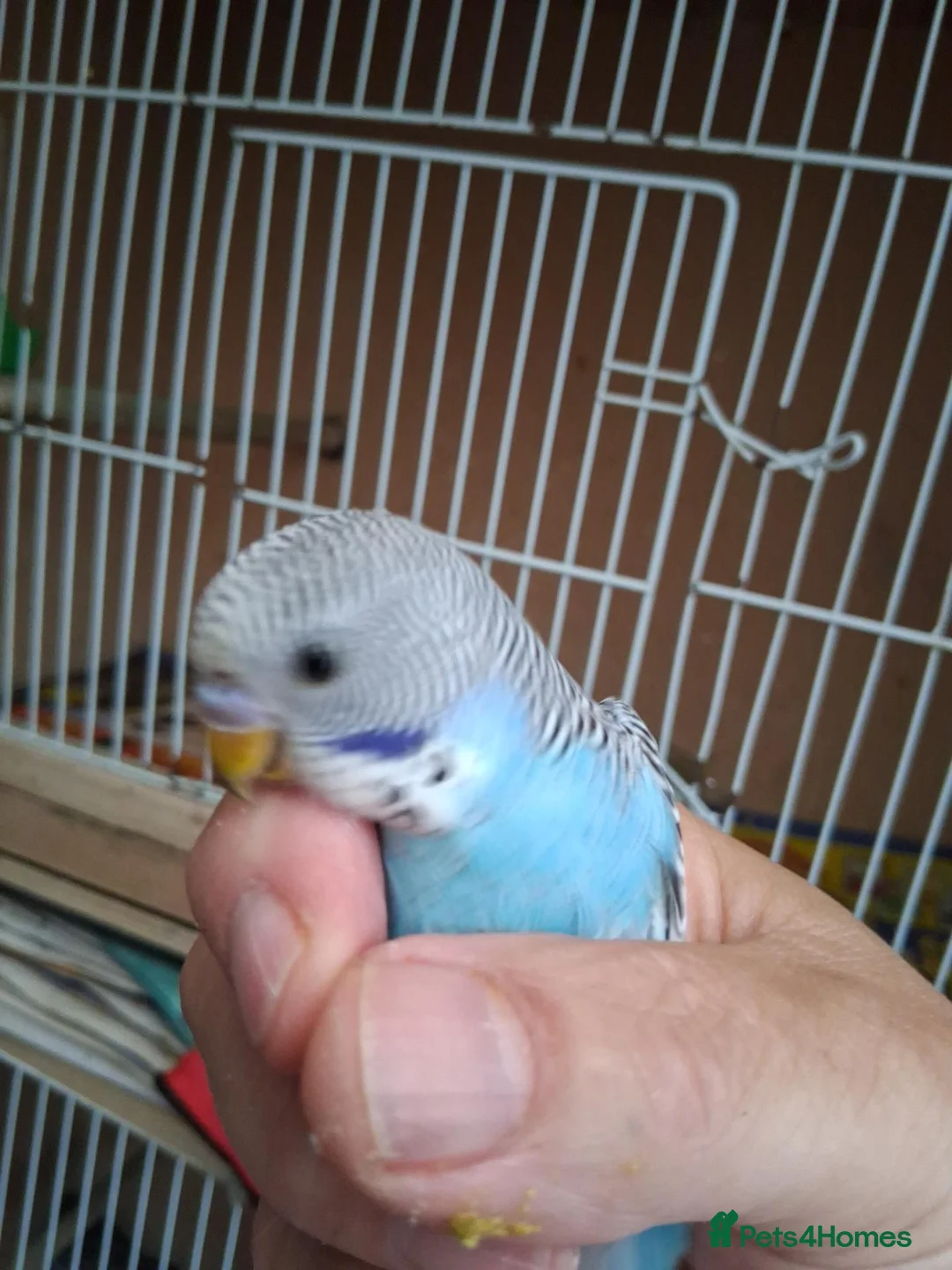 Budgerigars birds for sale: Baby budgies ready now  - Advert 2