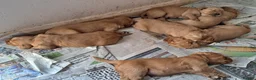 Golden Retriever dogs for sale: Two male pups  - Advert 10