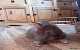 Mini Lion Lop rabbits for sale: 2 stunning babies looking for there forever home  - Image 4