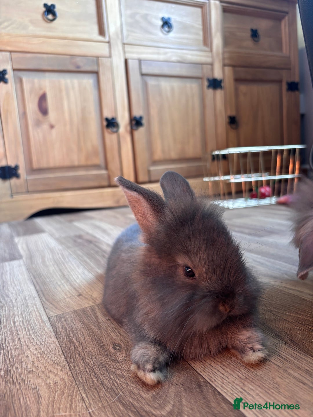 Mini Lion Lop rabbits for sale: 2 stunning babies looking for there forever home  - Image 4