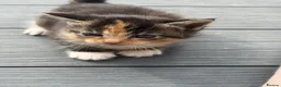 American Shorthair cats for sale: Shorthair cats  in Rochester - Advert 3