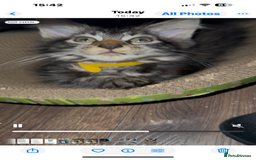 Maine Coon cats for sale: Stunning mainecoons  - Image 17